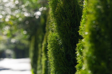 Western thuja emerald green hedge, evergreen trees planted abreast make dense natural wall. Closeup...