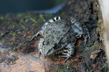 European toad on woodland road. Face portrait of large amphibian in the natural habitat. Animal in the tropical forest. Wildlife scene from nature.