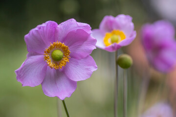 Anemone hupehensis praecox thimbleweed pink petal simplicity flowering plant, windflowers flowering...