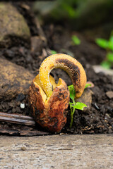 Durian seeds in the ground and starting to shoot
