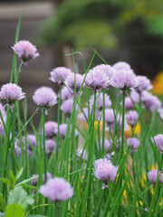 Blooming purple chive flowers in garden, vibrant colors and lush green foliage