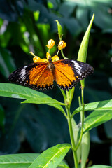 Cethosia cyane, leopard lacewing, species of heliconiine butterflies found from India to southern China, and Indochina.