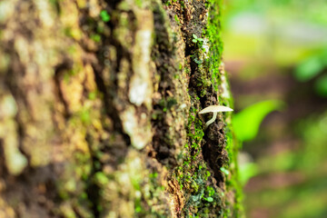Small mushrooms on a mossy tree trunk