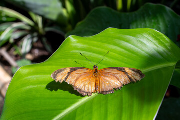 Julia Longwing butterfly perched on leaf, wings wide open in sun