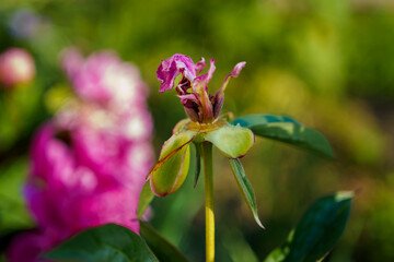 Obraz premium Beautiful blooming flower in a vibrant garden showing delicate petals and lush green leaves during sunny daytime