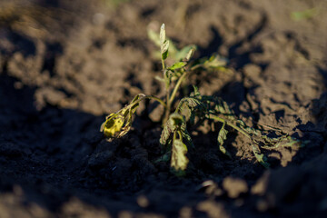 Yellowing plant struggling for growth in dry soil during late afternoon