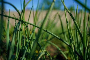 Fresh green chives growing abundantly under clear blue sky in a home garden during midday