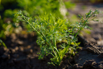 Freshly grown cilantro plant thriving in nutrient-rich soil under sunny afternoon light