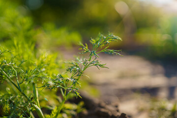 Fresh green herb growing in a sunny garden setting during late afternoon light
