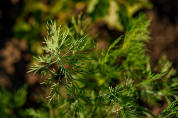 Fresh green herbs grow abundantly in a sunny garden during spring season nurturing flavorful culinary experiences