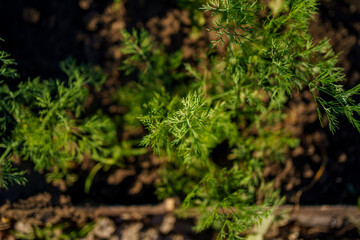 Vibrant green carrot tops growing in a garden under the bright sunlight in early summer