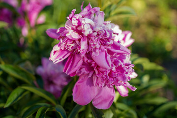 Beautiful pink peony blooms in a garden during spring sunlight showcasing vibrant colors and lush greenery