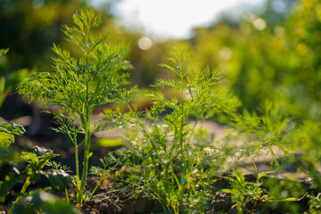 Fresh dill growing in a sunny garden during spring season with lush greenery in the background