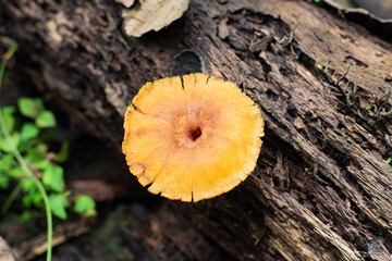 Fresh Xeromphalina mushrooms on a rotting tree trunk