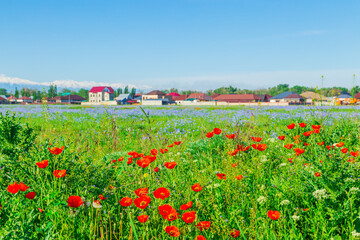Field of red poppies and blue flowers of steppe flax on a clear sunny day.