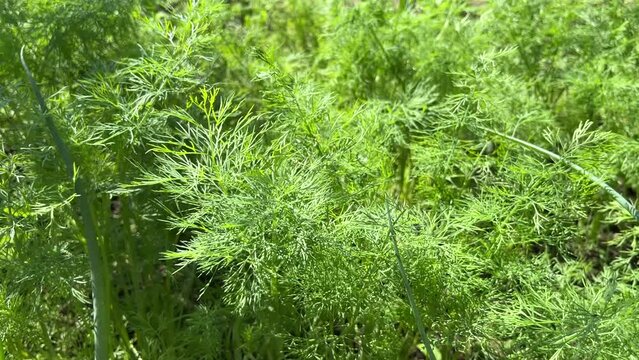 Garden bed with green dill bushes leaves. Close up. Summer time. Healthly food. Household farming, gardening. For video presentation, advertising.	