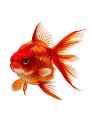 Fototapeta premium isolated png Goldfish, GENERATIVE AI