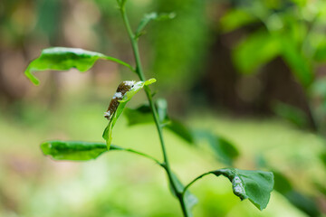 A pupa is eating the shoots of orange leaves
