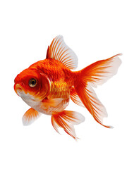 Fototapeta premium isolated png Goldfish, GENERATIVE AI