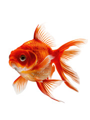 Fototapeta premium isolated png Goldfish, GENERATIVE AI