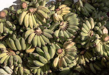 Pisang Awak or Cultivated Banana for the worship in Thai Temple. Group of raw and ripe Ducasse...