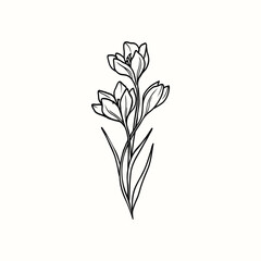 Line art crocus flower illustration