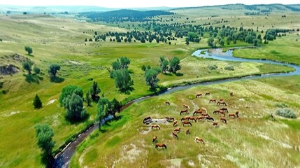   An aerial view of grazing horses in a grassy field with a river running through it