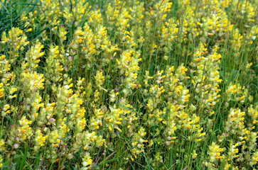 Fototapeta premium Rhinanthus burnatii flowers in a meadow