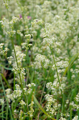The hedge bedstraw (Galium mollugo) in flower