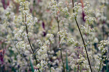 The hedge bedstraw (Galium mollugo) in flower
