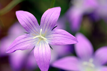 Flowers of spreading bellflower (Campanula patula)