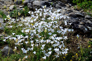 The Pyrenean flax (Linum suffruticosum) growing between rocks