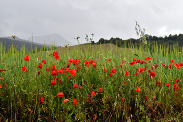 Poppies (Papaver rhoeas) next to a cereal field on a cloudy day