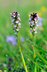 The burnt orchid (Neotinea ustulata or Orchis ustulata) in a meadow