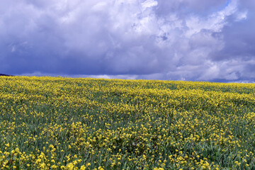 Obraz premium Field of turnips (Brassica rapa) with a stormy sky