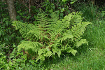 Closeup on a fresh emerged leaves of the Lady fern, Athyrium filix-femina in the forrest