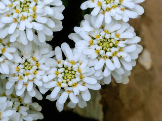 Weiße grazile Blüten Schleifenblume
