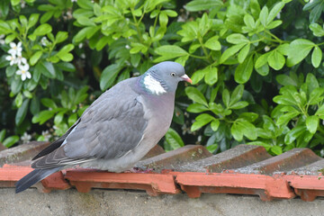 pigeon