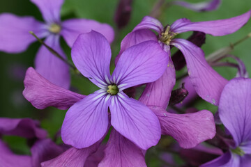 Closeup on the soft purple flowers o the annual honesty wildflower, Lunaria annua