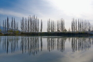 Kyrgyzstan. Picturesque reflections of pyramidal poplars in the morning surface of Lake Issyk-Kul.