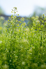 Green grass on sunny day