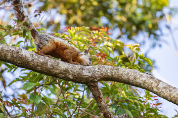 Variegated squirrel walking along a branch in the rainforest of Costa Rica in Central America