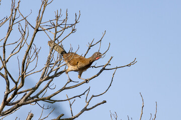 Crested guan or Penelope purpurascens in treetop in Costa Rica