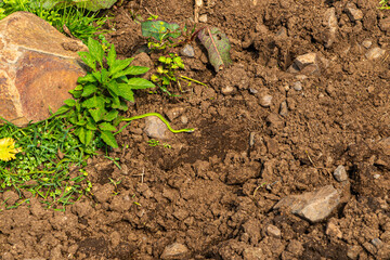 Cobra rastejando na terra