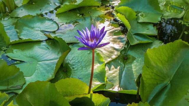 Nymphaea caerulea. Blue Lotus Flower in pond.