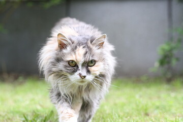 Obraz premium calico and white cat outdoors with green plants garden fur longhair