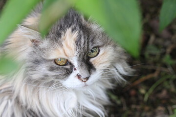 calico and white cat outdoors with green plants garden fur longhair