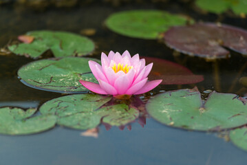 pink water lily