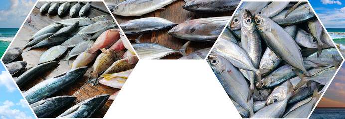 Fisheries on the coast of Sri Lanka. collage. Free space for text. Wide photo.