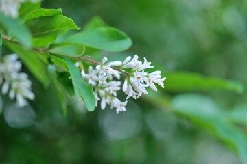 flower, 봄, 네이처, 나무, 블로섬, 백, 뜰, 식물, flower, 개화, 미, 여름, 나뭇잎, 개화, 매크로, 가지, 꽃이 만발한, 사과, 식물, 근접, 버찌, 근접, beautiful, 계절